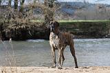 DOGUE ALLEMAND 172